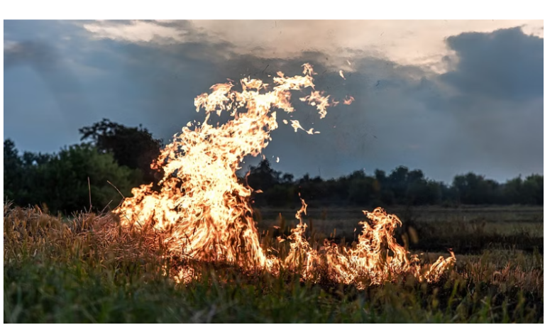 Stubble burning incidents in Haryana, Punjab,  Delhi  down to 6,391 in the last 45 days period