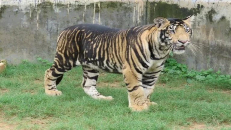 A total of 10 ‘black’ Tigers Found In India, All in Odisha’s Simlipal: Centre 