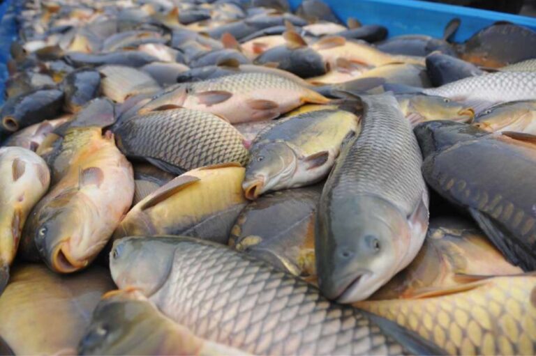 Climate Change Is further Reducing Fish Stocks With Worrisome Implications For Global Food Supplies