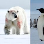 Emperor Penguins And Polar Bears Can Save Us